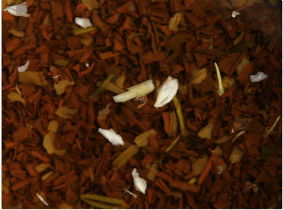 关于苏州茉莉花茶的简介